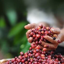 Nescafé Dolce Gusto Latte Macchiato Capsules - 90 Koffiecups 11 Nescafé Dolce Gusto Latte Macchiato Capsules - 90 Koffiecups -Koffieproducten 1190x1200