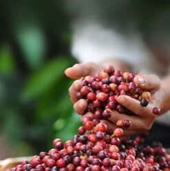 Nescafé Dolce Gusto Cortado Espresso Macchiato Capsules - 90 Koffiecups 15 Nescafé Dolce Gusto Cortado Espresso Macchiato Capsules - 90 Koffiecups -Koffieproducten 1192x1200