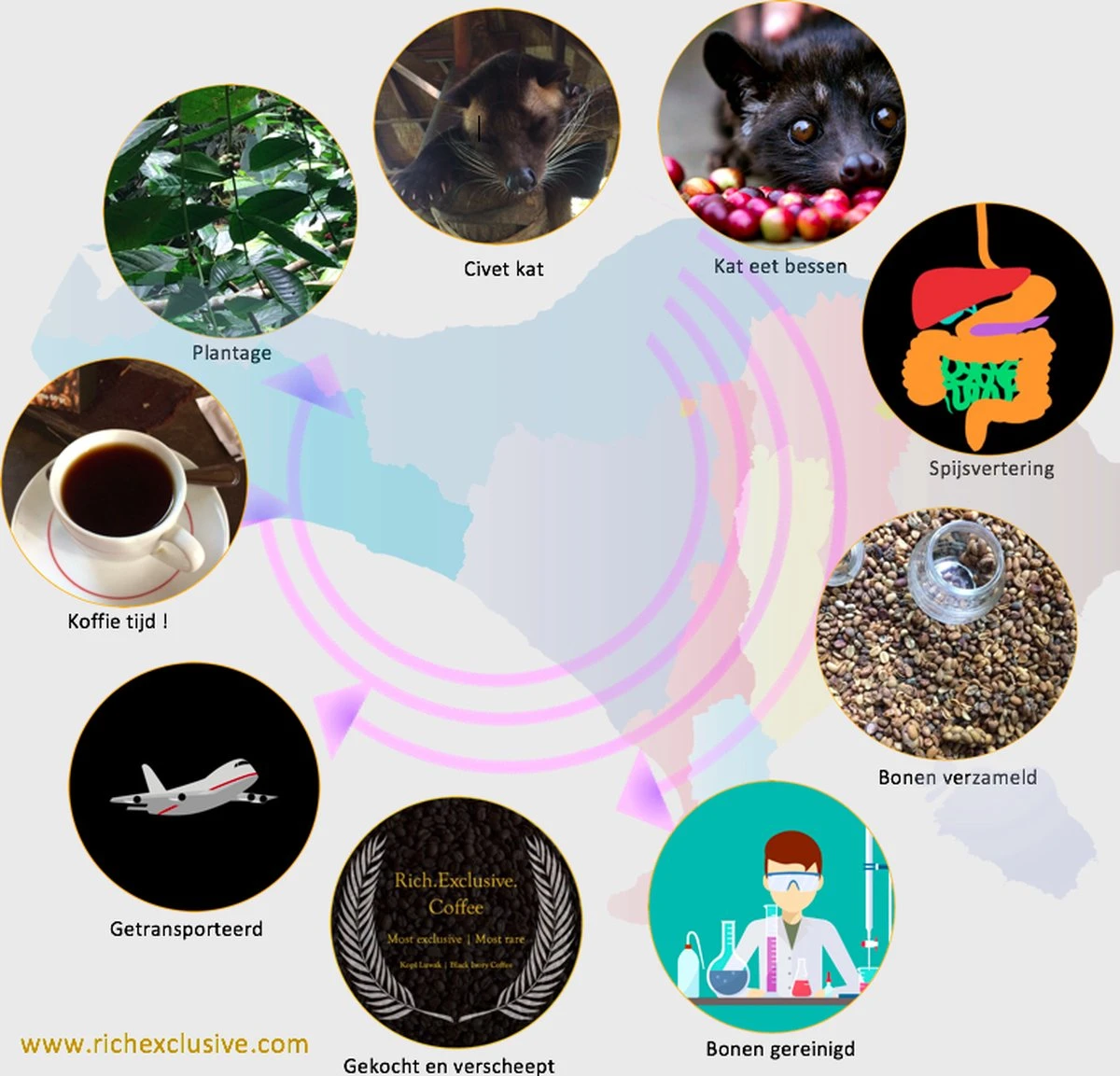 Kopi Luwak Koffie. 35 Gram Ongemalen Bonen. Direct Trade. Single Origin. The Original By Rich.Exclusive. 14 Kopi Luwak Koffie. 35 Gram Ongemalen Bonen. Direct Trade. Single Origin. The Original By Rich.Exclusive. - Afbeelding 12