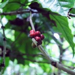 Kopi Luwak Koffie. 35 Gram Ongemalen Bonen. Direct Trade. Single Origin. The Original By Rich.Exclusive. 25 Kopi Luwak Koffie. 35 Gram Ongemalen Bonen. Direct Trade. Single Origin. The Original By Rich.Exclusive. -Koffieproducten 1200x1200 135