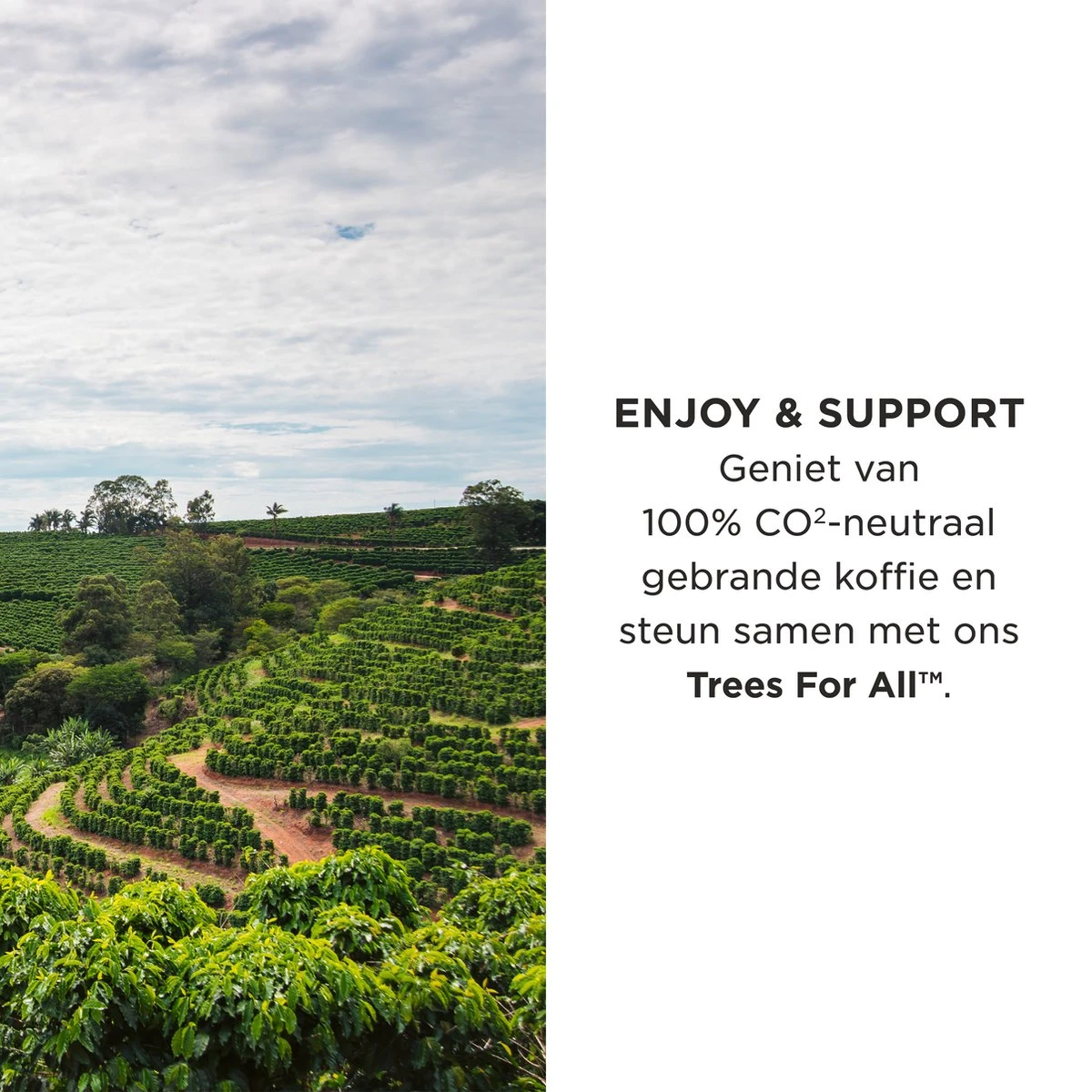 Aroma Club - Cafeïnevrije Koffiebonen 1KG - No. 5 Decaf John - Koffie Intensiteit 3/5 4 Aroma Club - Cafeïnevrije Koffiebonen 1KG - No. 5 Decaf John - Koffie Intensiteit 3/5 - Afbeelding 2