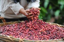 Nescafé Gold Oploskoffie - 6 Doosjes à 25 Zakjes 11 Nescafé Gold Oploskoffie - 6 Doosjes à 25 Zakjes -Koffieproducten 1200x798 8