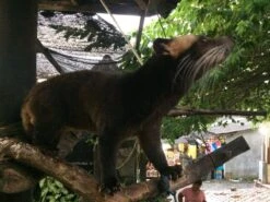 Kopi Luwak Koffie. 35 Gram Ongemalen Bonen. Direct Trade. Single Origin. The Original By Rich.Exclusive. 20 Kopi Luwak Koffie. 35 Gram Ongemalen Bonen. Direct Trade. Single Origin. The Original By Rich.Exclusive. -Koffieproducten 1200x900 2