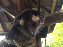 Kopi Luwak Koffie. 35 Gram Ongemalen Bonen. Direct Trade. Single Origin. The Original By Rich.Exclusive. 21 Kopi Luwak Koffie. 35 Gram Ongemalen Bonen. Direct Trade. Single Origin. The Original By Rich.Exclusive. -Koffieproducten 1200x900 3