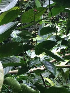 Kopi Luwak Koffie. 35 Gram Ongemalen Bonen. Direct Trade. Single Origin. The Original By Rich.Exclusive. 19 Kopi Luwak Koffie. 35 Gram Ongemalen Bonen. Direct Trade. Single Origin. The Original By Rich.Exclusive. -Koffieproducten 900x1200 1